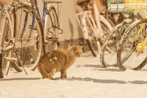 ２０２５年の初雪